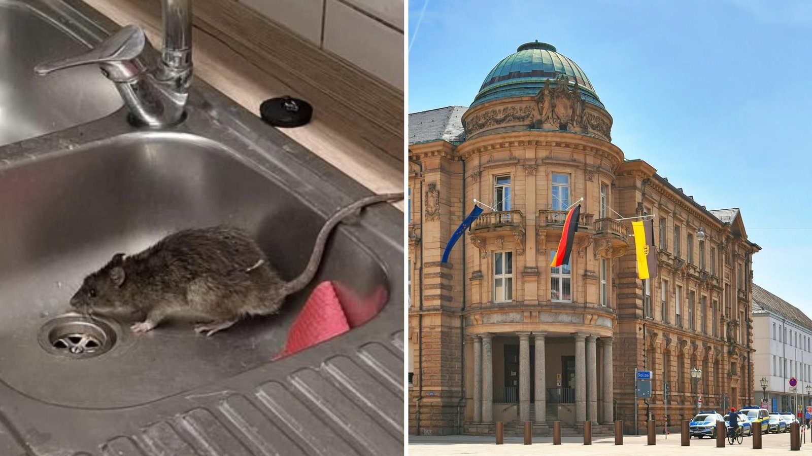 Das Polizeirevier am Karlsruher Marktplatz wurde zweimal von einer Ratte heimgesucht.Foto: privat/Büro Jung, imago/Depositphotos Das Polizeirevier am Karlsruher Marktplatz wurde zweimal von einer Ratte heimgesucht.Foto: privat/Büro Jung, imago/Depositphotos