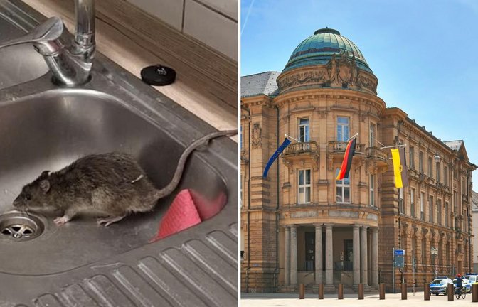 Das Polizeirevier am Karlsruher Marktplatz wurde zweimal von einer Ratte heimgesucht.<span class='image-autor'>Foto: privat/Büro Jung, imago/Depositphotos</span>