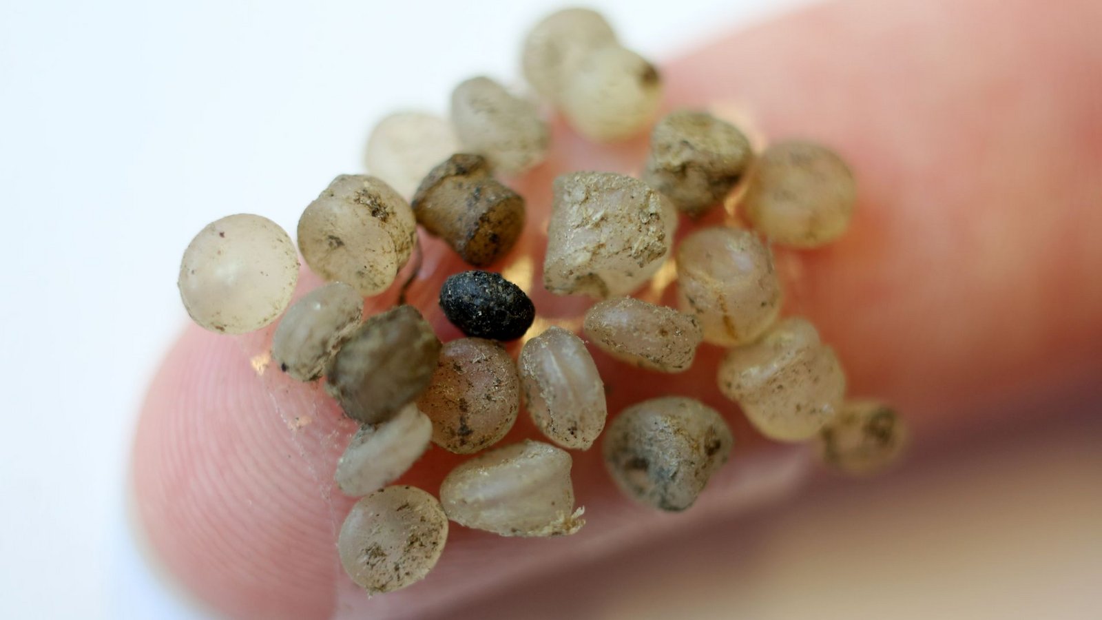 Plastik lässt sich inzwischen fast überall auf der Welt finden – oft in kleinste Partikel zerfallen.Foto: Bernd Wüstneck/dpa-Zentralbild/d Plastik lässt sich inzwischen fast überall auf der Welt finden – oft in kleinste Partikel zerfallen.Foto: Bernd Wüstneck/dpa-Zentralbild/d