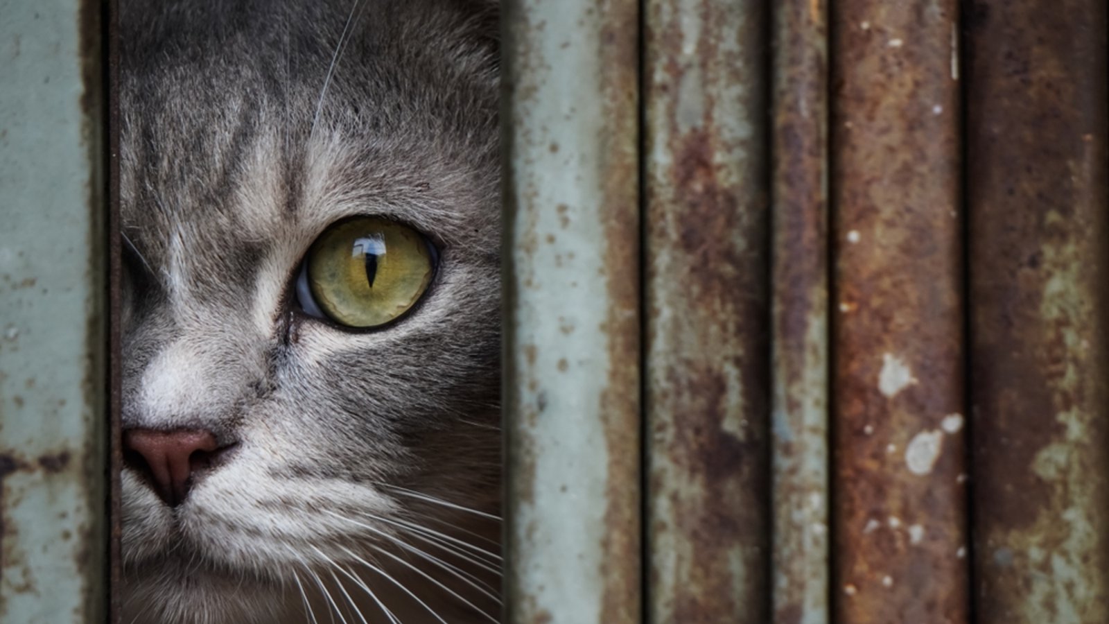 Erfahren Sie, welche Farben Katzen tatsächlich sehen können und wie ihre einzigartige Wahrnehmung ihre Umgebung beeinflusst.Foto: Rizky Ade Jonathan / Shutterstock.com Erfahren Sie, welche Farben Katzen tatsächlich sehen können und wie ihre einzigartige Wahrnehmung ihre Umgebung beeinflusst.Foto: Rizky Ade Jonathan / Shutterstock.com