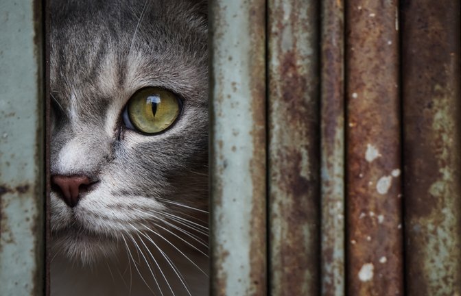 Erfahren Sie, welche Farben Katzen tatsächlich sehen können und wie ihre einzigartige Wahrnehmung ihre Umgebung beeinflusst.<span class='image-autor'>Foto: Rizky Ade Jonathan / Shutterstock.com</span>