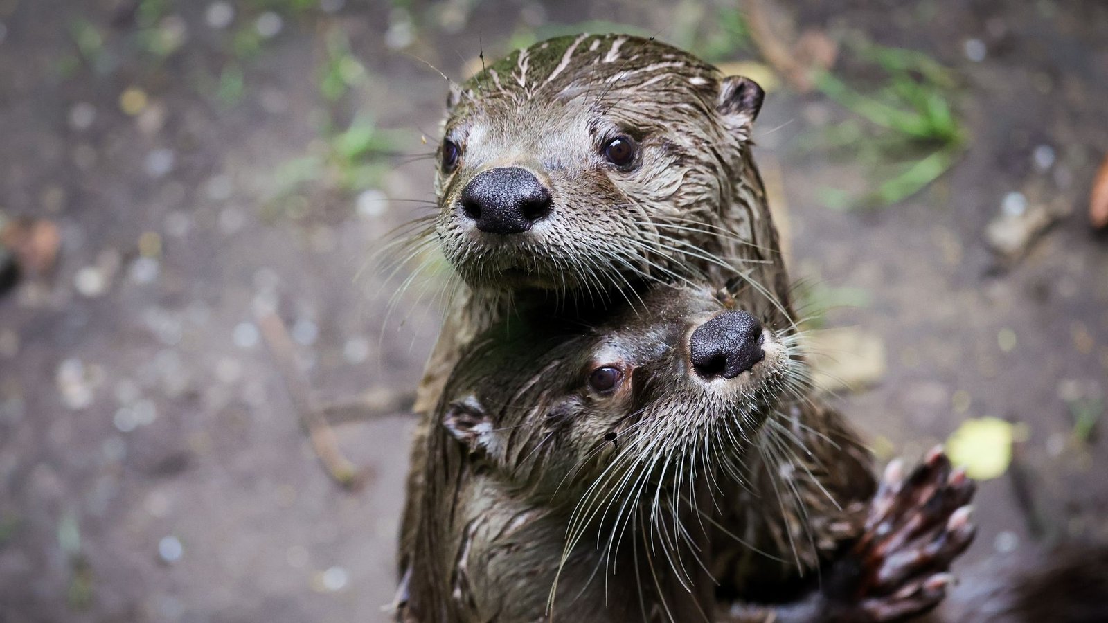Der Otter wird entweder als possierlicher Sympathieträger dargestellt oder als fieser Fischräuber.Foto: picture alliance//Christian Charisius Der Otter wird entweder als possierlicher Sympathieträger dargestellt oder als fieser Fischräuber.Foto: picture alliance//Christian Charisius