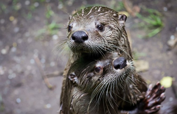 Der Otter wird entweder als possierlicher  Sympathieträger dargestellt  oder als fieser Fischräuber.<span class='image-autor'>Foto: picture alliance//Christian Charisius</span>