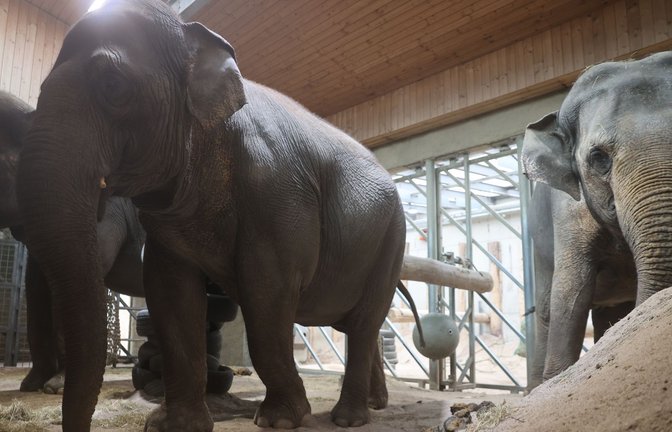 Diese drei Elefanten leben hier im Zoo Karlsruhe in der Altersresidenz zusammen – ein deutschlandweit einzigartiges Projekt.<span class='image-autor'>Foto: Timo Deible/Zoo Karlsruhe</span>