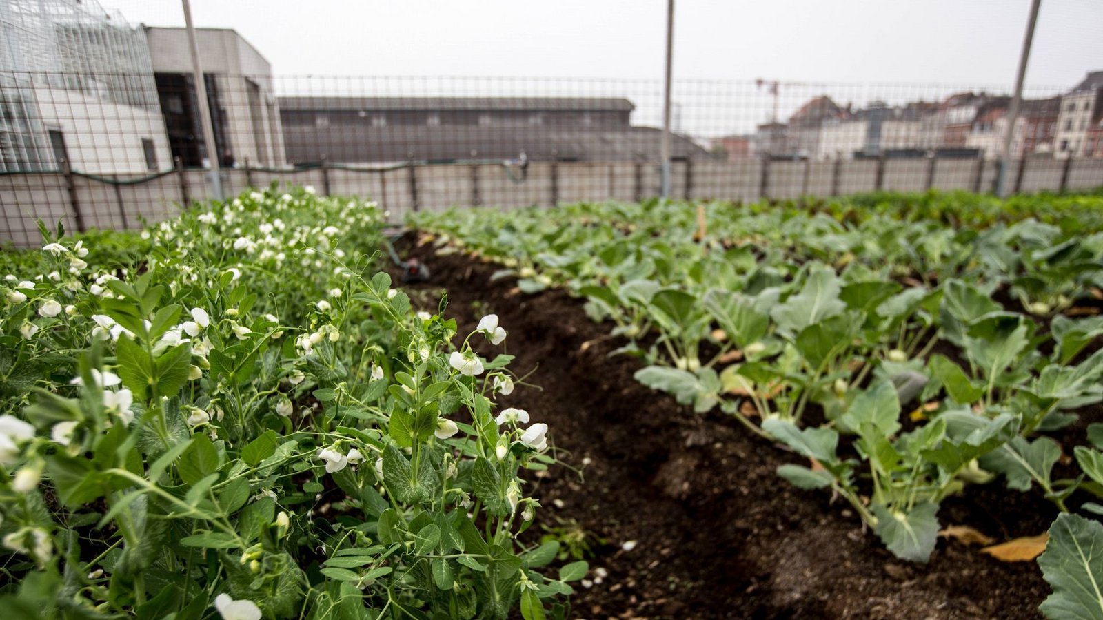 Hochprofessionelles Urban Gardening: Auf diesem Dach wächst Gemüse und großen Mengen.Foto: imago/Reporters/Heline Vanbeselaere Hochprofessionelles Urban Gardening: Auf diesem Dach wächst Gemüse und großen Mengen.Foto: imago/Reporters/Heline Vanbeselaere