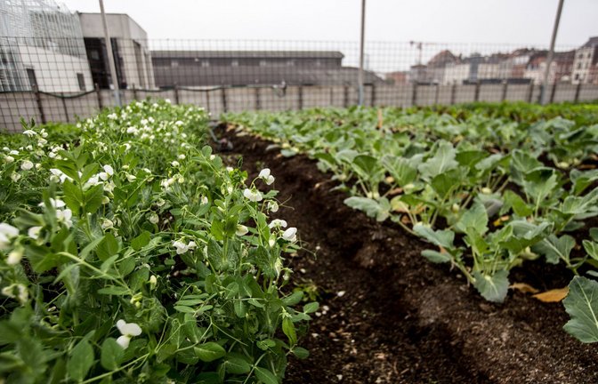 Hochprofessionelles Urban Gardening: Auf diesem Dach wächst Gemüse und großen Mengen.<span class='image-autor'>Foto: imago/Reporters/Heline Vanbeselaere</span>