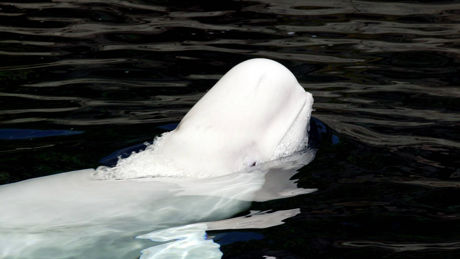 Normalerweise leben Belugawale in arktischen Gewässern vor den Küsten Russlands, Alaskas und Kanadas (Symbolbild).Foto: imago/Barry Bland