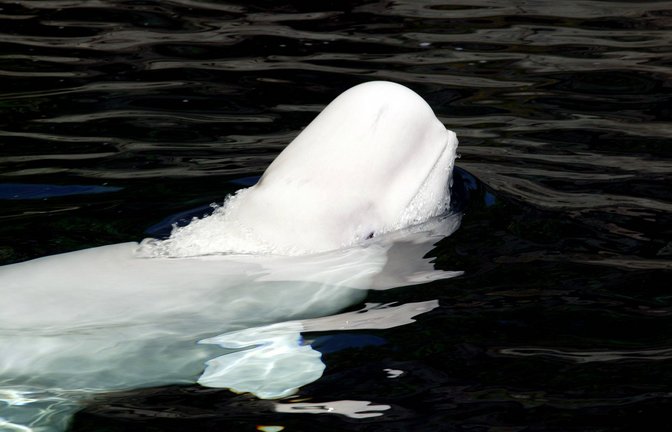 Normalerweise leben Belugawale in arktischen Gewässern vor den Küsten Russlands, Alaskas und Kanadas (Symbolbild).<span class='image-autor'>Foto: imago/Barry Bland</span>