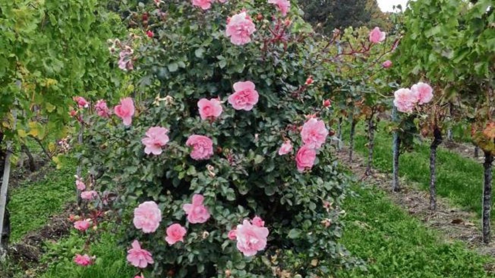 Des Sommers letzte Rosen hat unser Leser Friedbert Rößler bei Roßwag gesichtet.