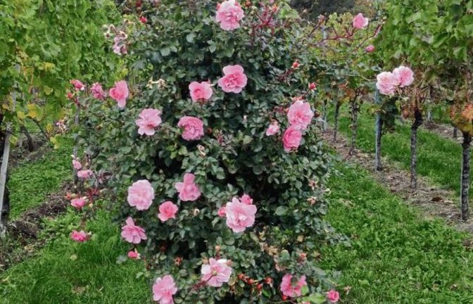 Des Sommers letzte Rosen hat unser Leser Friedbert Rößler bei Roßwag gesichtet.
