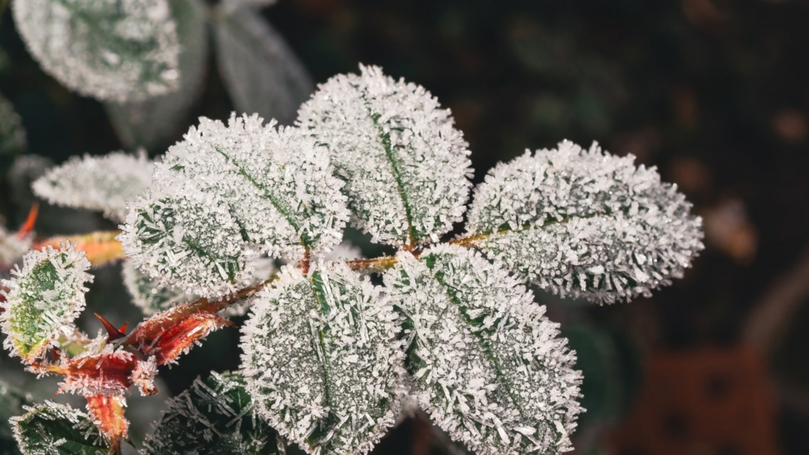 Die Eisheiligen sollen im Mai noch einmal Frost bringen.Foto: Andrey Abryutin/ Shutterstock Die Eisheiligen sollen im Mai noch einmal Frost bringen.Foto: Andrey Abryutin/ Shutterstock
