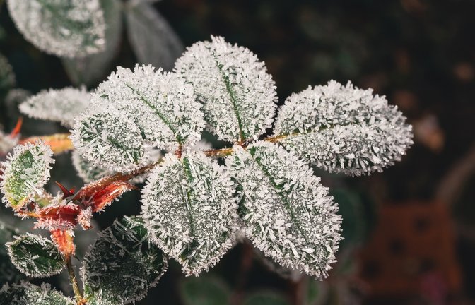 Die Eisheiligen sollen im Mai noch einmal Frost bringen.<span class='image-autor'>Foto: Andrey Abryutin/ Shutterstock</span>
