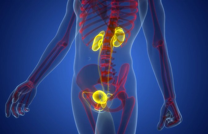 Die Prostata (Vorsteherdrüse) ist ein Organ des Mannes, das etwa so groß wie eine Walnuss ist und sich unterhalb der Harnblase befindet. Sie umschließt die Harnröhre und spielt eine wichtige Rolle bei der Fortpflanzung, indem sie ein Sekret produziert, das die Spermien beweglich macht.<span class='image-autor'>Foto: Imago/Zoonar</span>