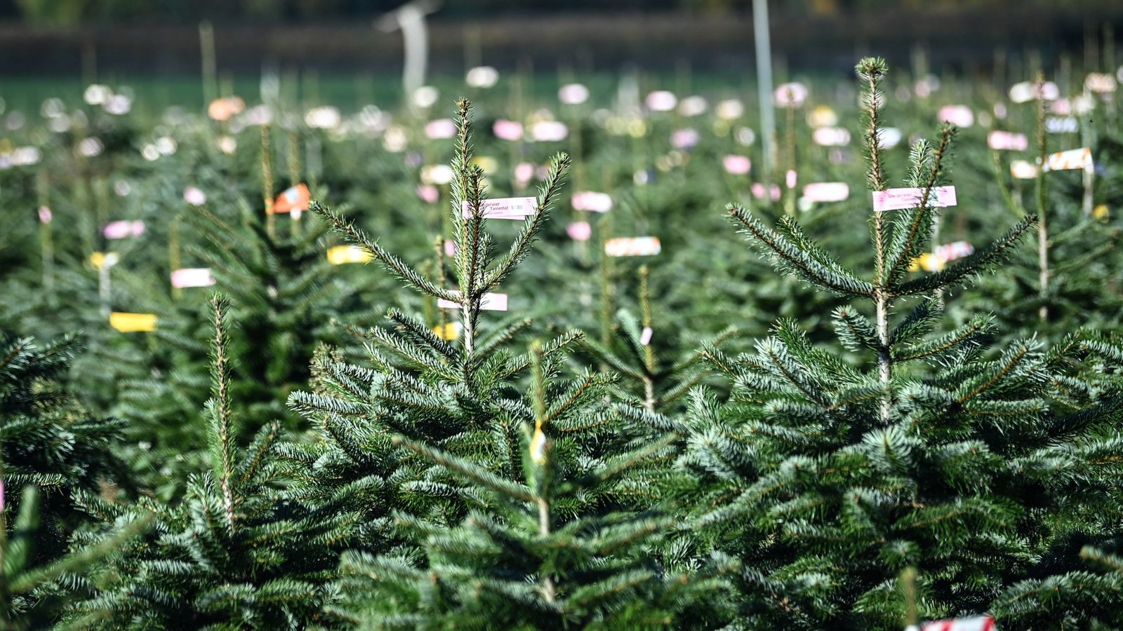 Eine zweistellige Millionenzahl an Weihnachtsbäumen wird jedes Jahr in Deutschland verkauft.Foto: picture alliance/dpa/Britta Pedersen Eine zweistellige Millionenzahl an Weihnachtsbäumen wird jedes Jahr in Deutschland verkauft.Foto: picture alliance/dpa/Britta Pedersen