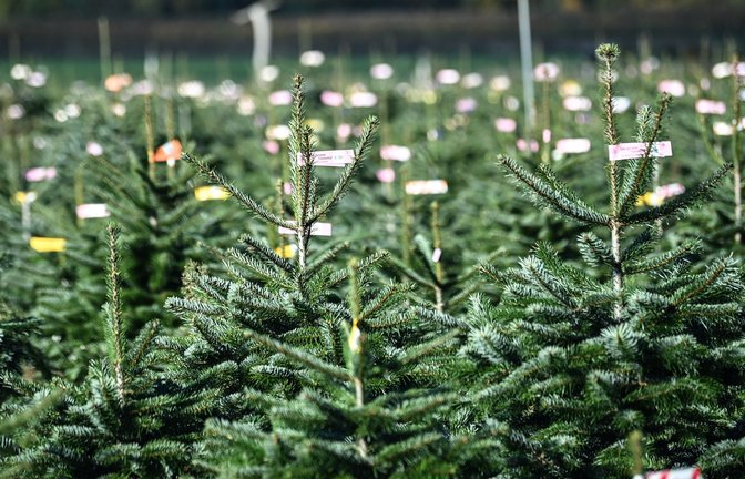 Eine zweistellige Millionenzahl an Weihnachtsbäumen wird jedes Jahr in Deutschland verkauft.<span class='image-autor'>Foto: picture alliance/dpa/Britta Pedersen</span>