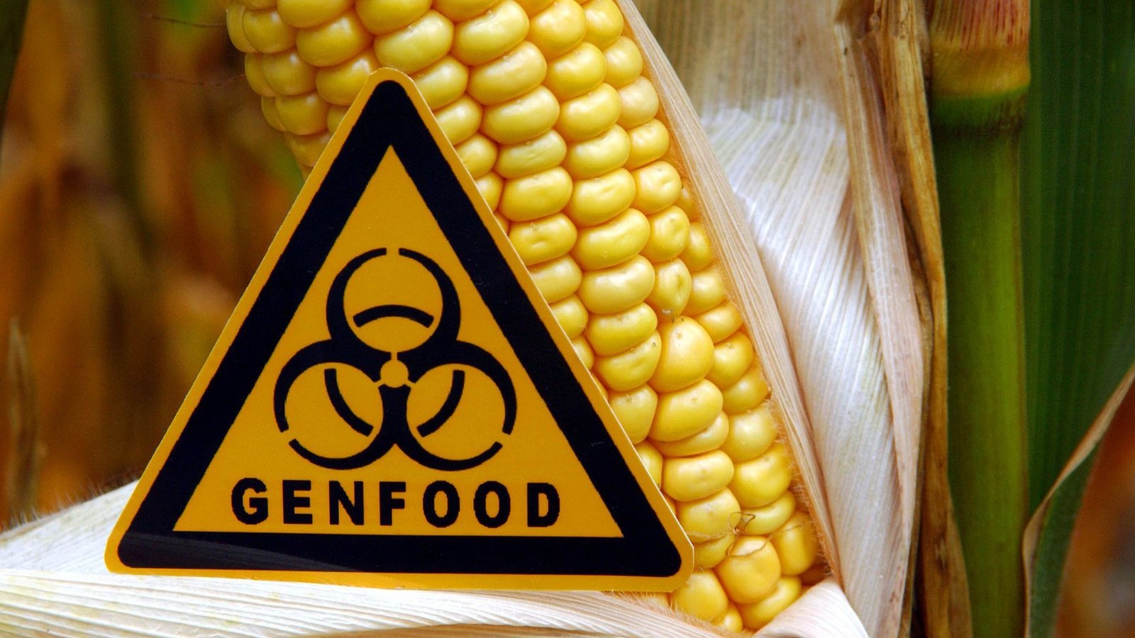 Gentechnisch veränderte Pflanzen müssen in Europa gekennzeichnet werden. Die EU will diese Regelung in einigen Bereichen abschwächen.Foto: picture alliance/dpa/dpa-Zentralbild Gentechnisch veränderte Pflanzen müssen in Europa gekennzeichnet werden. Die EU will diese Regelung in einigen Bereichen abschwächen.Foto: picture alliance/dpa/dpa-Zentralbild