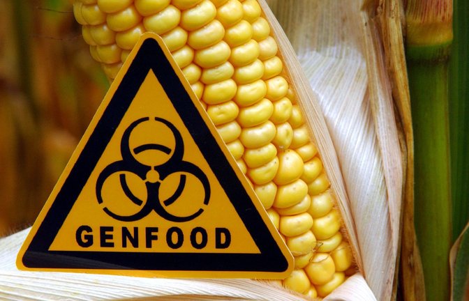 Gentechnisch veränderte Pflanzen müssen in Europa gekennzeichnet werden. Die EU will diese Regelung in einigen Bereichen abschwächen.<span class='image-autor'>Foto: picture alliance/dpa/dpa-Zentralbild</span>