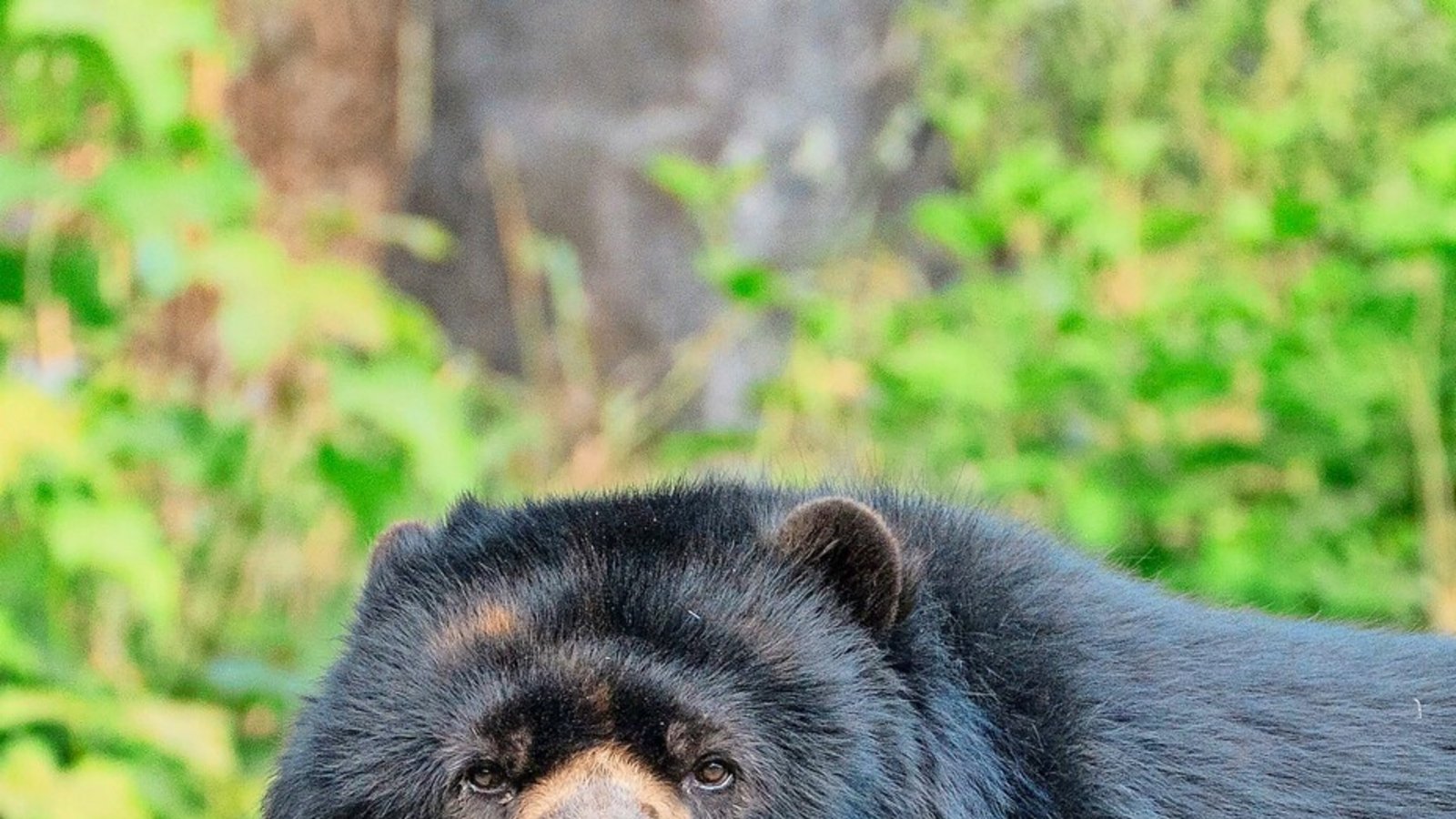 Brillenbär José ist Ende Mai 2026 in die Wilhelma gezogen.Foto: Birger Meierjohann Brillenbär José ist Ende Mai 2026 in die Wilhelma gezogen.Foto: Birger Meierjohann