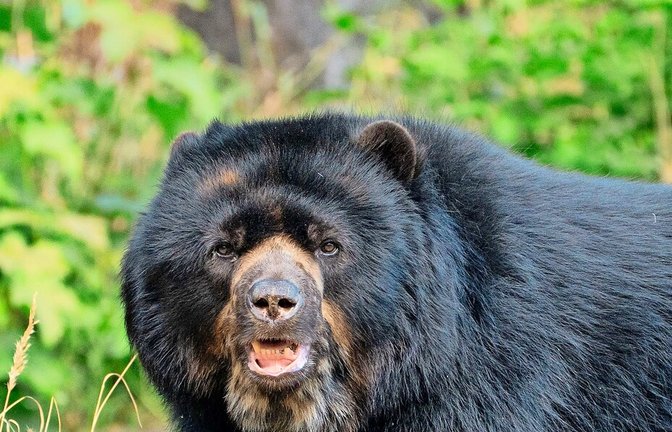 Brillenbär José ist Ende Mai 2026 in die Wilhelma gezogen.<span class='image-autor'>Foto: Birger Meierjohann</span>