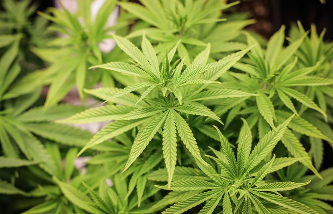 Der Umgang mit Cannabis ist weiter strittig.<span class='image-autor'>Foto: dpa/Christian Charisius</span>