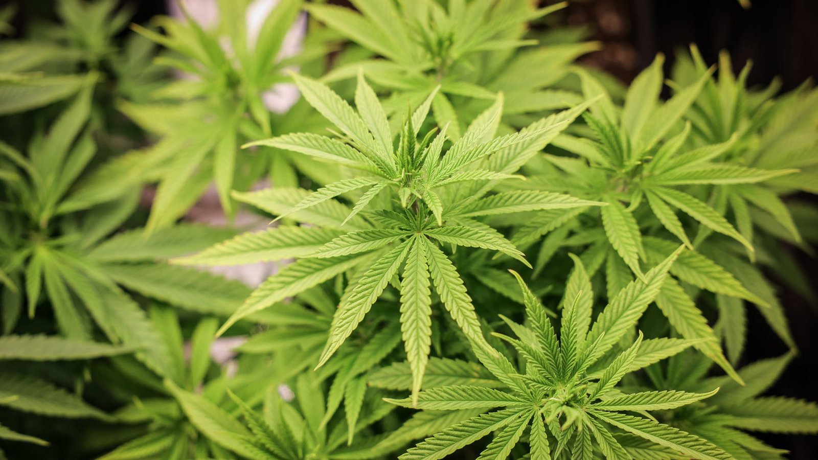 Der Umgang mit Cannabis ist weiter strittig.Foto: dpa/Christian Charisius