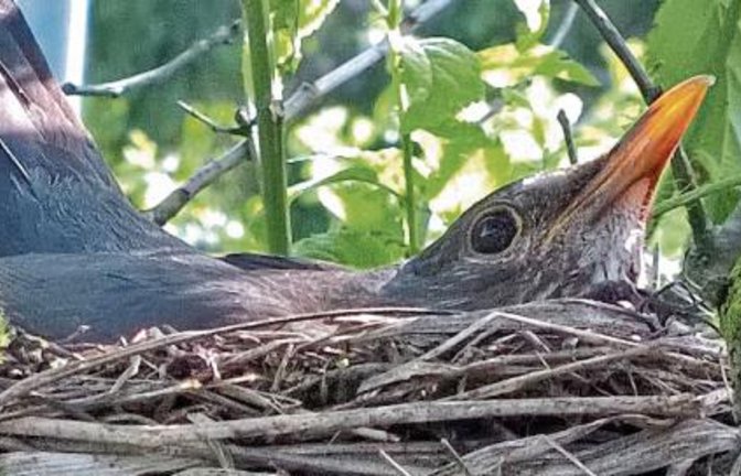 Die Auricherin konnte sich viele Jahre lang über Amseln im Garten freuen.  Foto: Lange