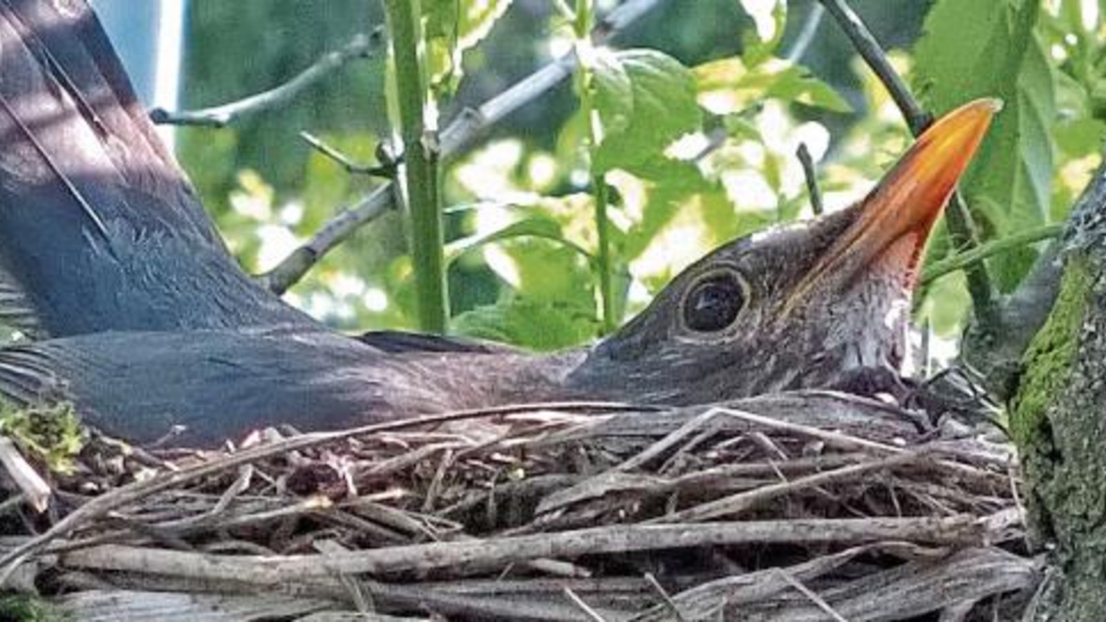 Die Auricherin konnte sich viele Jahre lang über Amseln im Garten freuen.  Foto: Lange