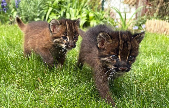 Die beiden Asiatischen Goldkatzen Samin und Mirza in ihrem Gehege im Heidelberger Zoo.<span class='image-autor'>Foto: -/Zoo Heidelberg/dpa</span>