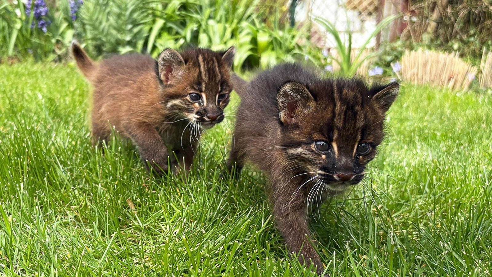 Die beiden Asiatischen Goldkatzen Samin und Mirza in ihrem Gehege im Heidelberger Zoo.Foto: -/Zoo Heidelberg/dpa Die beiden Asiatischen Goldkatzen Samin und Mirza in ihrem Gehege im Heidelberger Zoo.Foto: -/Zoo Heidelberg/dpa