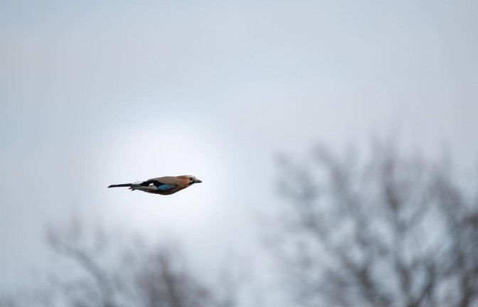 Die Radfahrerin wurde offenbar durch einen Vogel abgelenkt, der über ihr flog. (Symbolbild)<span class='image-autor'>Foto: imago//Anja Tobien</span>