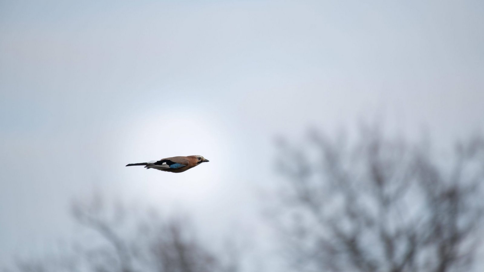 Die Radfahrerin wurde offenbar durch einen Vogel abgelenkt, der über ihr flog. (Symbolbild)Foto: imago//Anja Tobien