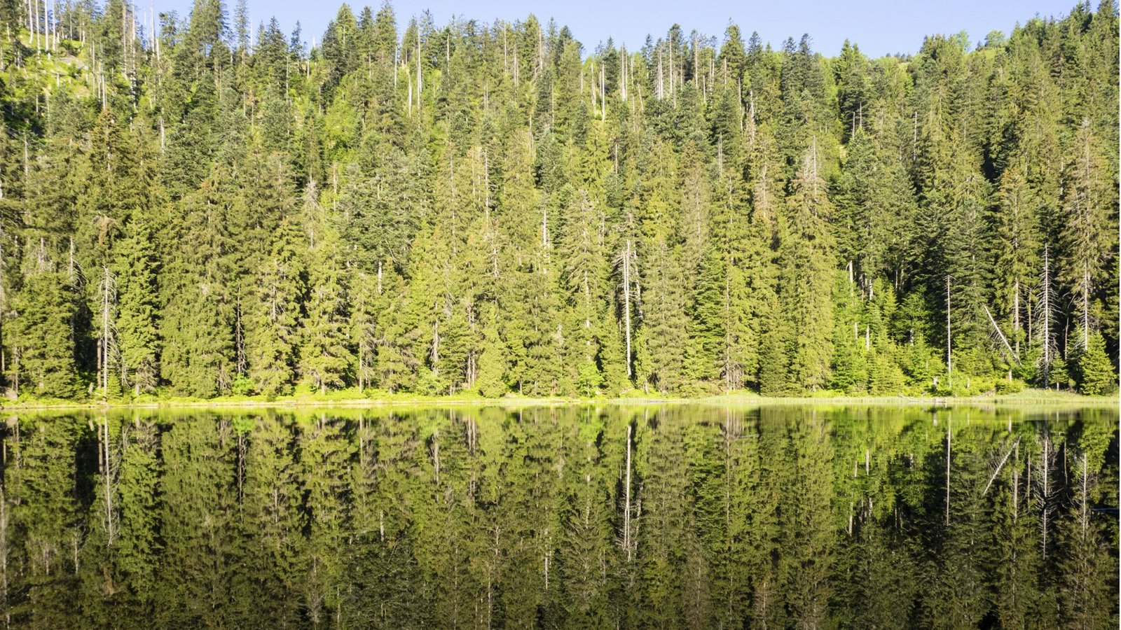 Der Wilde See gehört zum Herzen des Nationalparks Schwarzwald.Foto: Arne Kolb/Nationalpark Der Wilde See gehört zum Herzen des Nationalparks Schwarzwald.Foto: Arne Kolb/Nationalpark