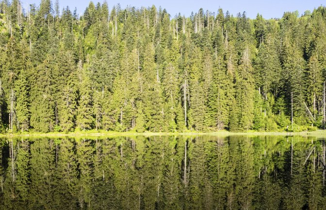 Der Wilde See gehört zum Herzen des Nationalparks Schwarzwald.<span class='image-autor'>Foto: Arne Kolb/Nationalpark</span>