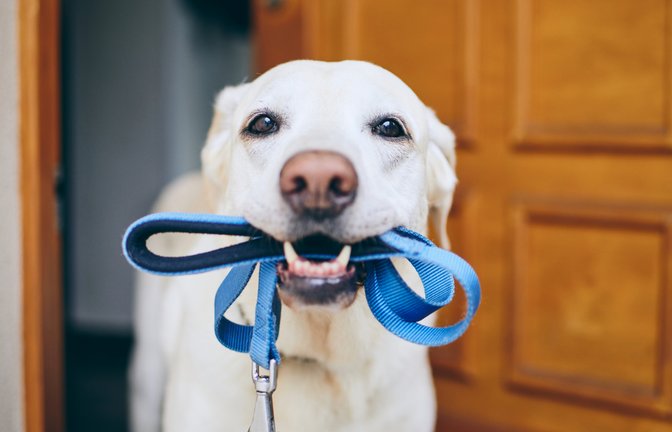 Foto: Jaromir Chalabala / shutterstock.com