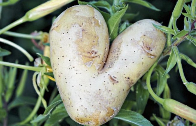 Diese herzlichen Kartoffelgrüße aus Gündelbach kommen von Rudi Thalhäuser.