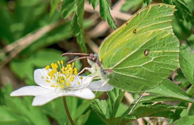 Ein Buschwindröschen und ein Zitronenfalter als Frühlingsboten.  Foto: Mede