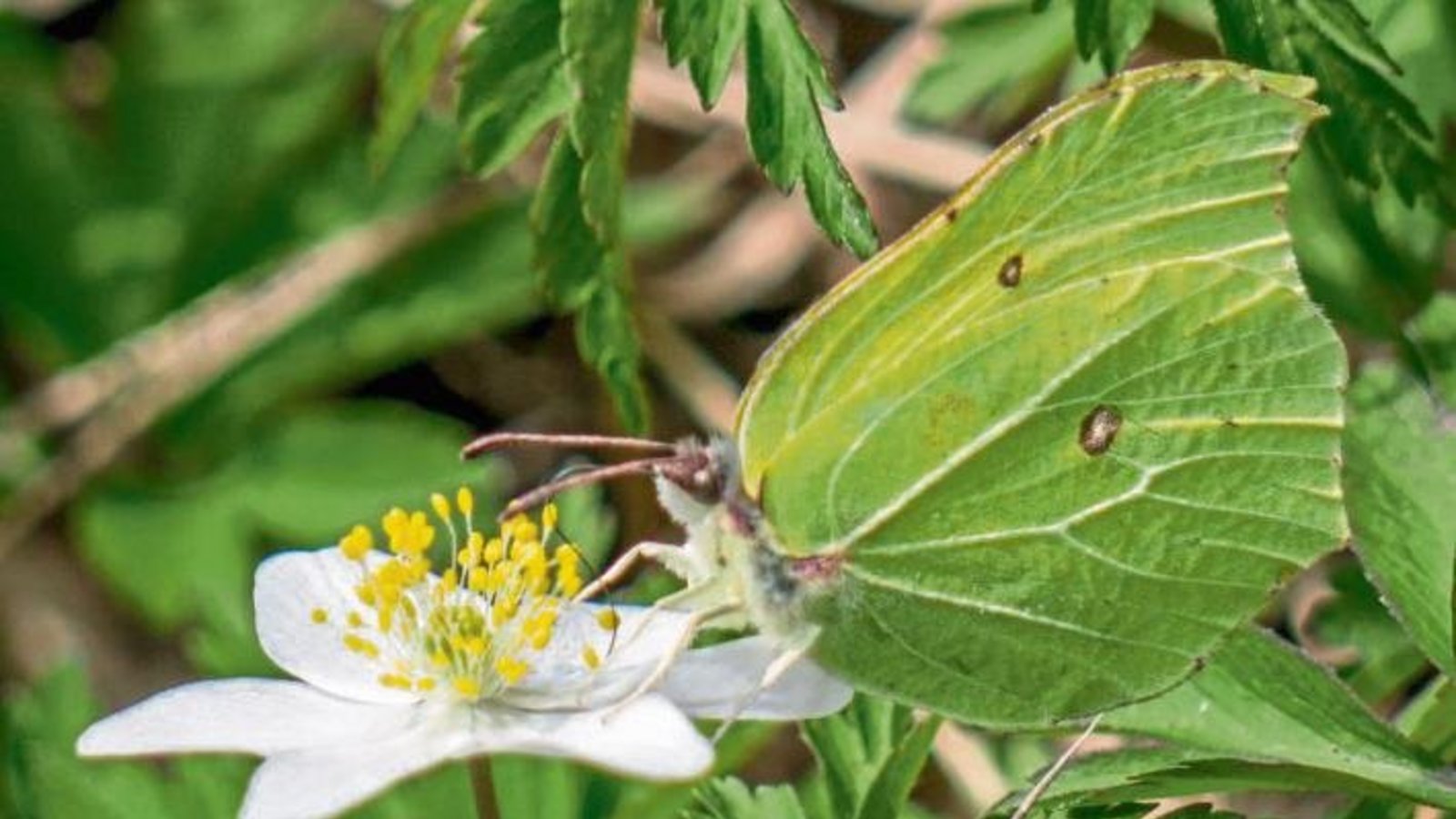 Ein Buschwindröschen und ein Zitronenfalter als Frühlingsboten.  Foto: Mede