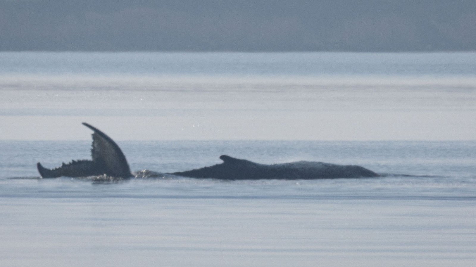 Der Buckelwal vor der Insel Poel schlägt mit seiner Schwanzflosse.Foto: Jens Büttner/dpa