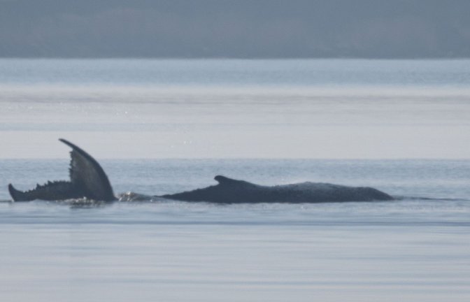 Der Buckelwal vor der Insel Poel schlägt mit seiner Schwanzflosse.<span class='image-autor'>Foto: Jens Büttner/dpa</span>