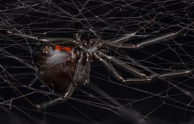 Eine weibliche schwarze Witwe (Latrodectus hesperus) auf ihrem Netz.<span class='image-autor'>Foto: Andreas Fischer</span>