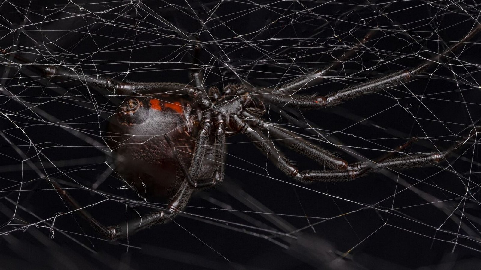 Eine weibliche schwarze Witwe (Latrodectus hesperus) auf ihrem Netz.Foto: Andreas Fischer Eine weibliche schwarze Witwe (Latrodectus hesperus) auf ihrem Netz.Foto: Andreas Fischer
