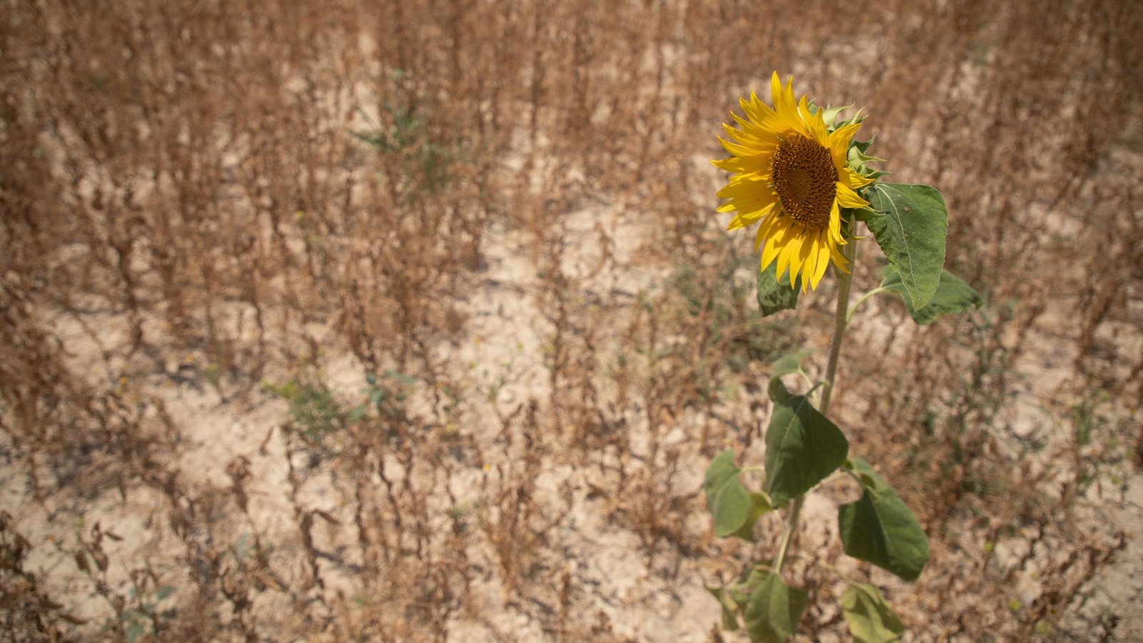 Viele Pflanzen haben ab 30 Grad Hitzestress (Archivbild)Foto: Clara Margais/dpa