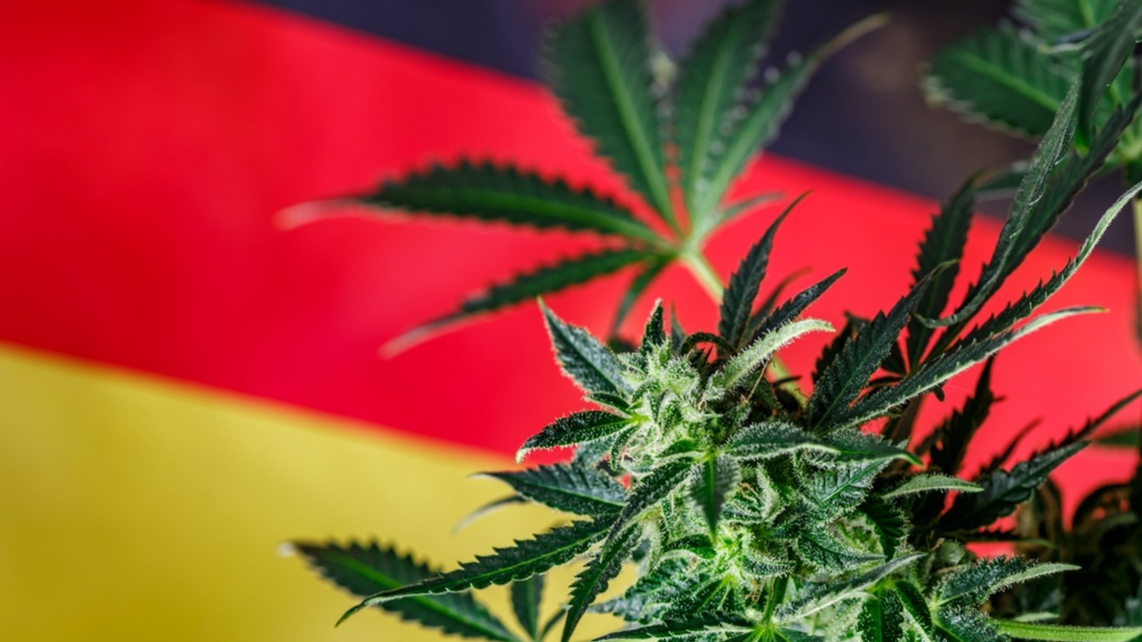 Beim Thema Cannabis gehen die Meinungen auseinander.Foto: Bukhta Yurii / shutterstock.com