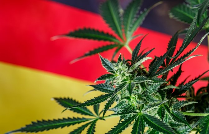 Beim Thema Cannabis gehen die Meinungen auseinander.<span class='image-autor'>Foto: Bukhta Yurii / shutterstock.com</span>