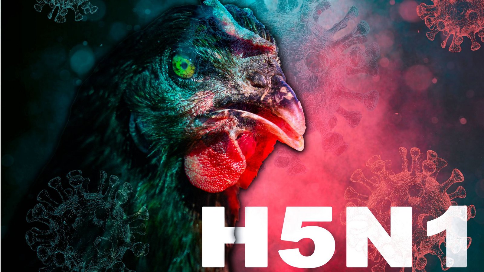 Experten halten den Befall von Rindern durch H5N1 für besorgniserregend, weil sich das Virus in einer großen Population von Säugetieren vermehrt, die vom Menschen genutzt werden.Foto: Imago/Bihlmayerfotografie Experten halten den Befall von Rindern durch H5N1 für besorgniserregend, weil sich das Virus in einer großen Population von Säugetieren vermehrt, die vom Menschen genutzt werden.Foto: Imago/Bihlmayerfotografie