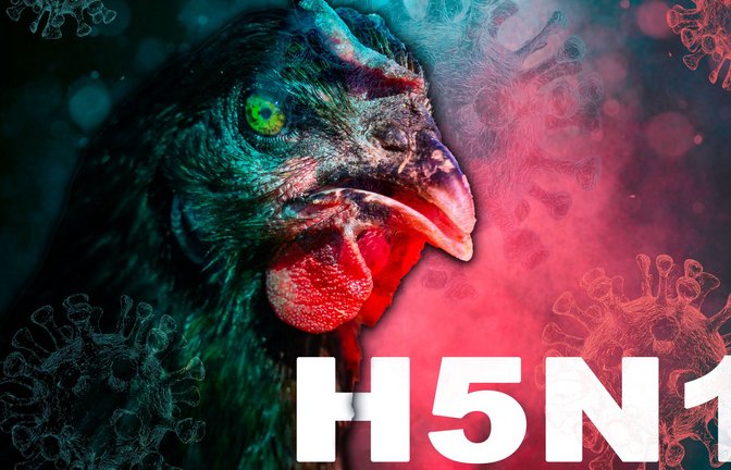 Experten halten den Befall von Rindern durch H5N1 für besorgniserregend, weil sich das Virus in einer großen Population von Säugetieren vermehrt, die vom Menschen genutzt werden.<span class='image-autor'>Foto: Imago/Bihlmayerfotografie</span>