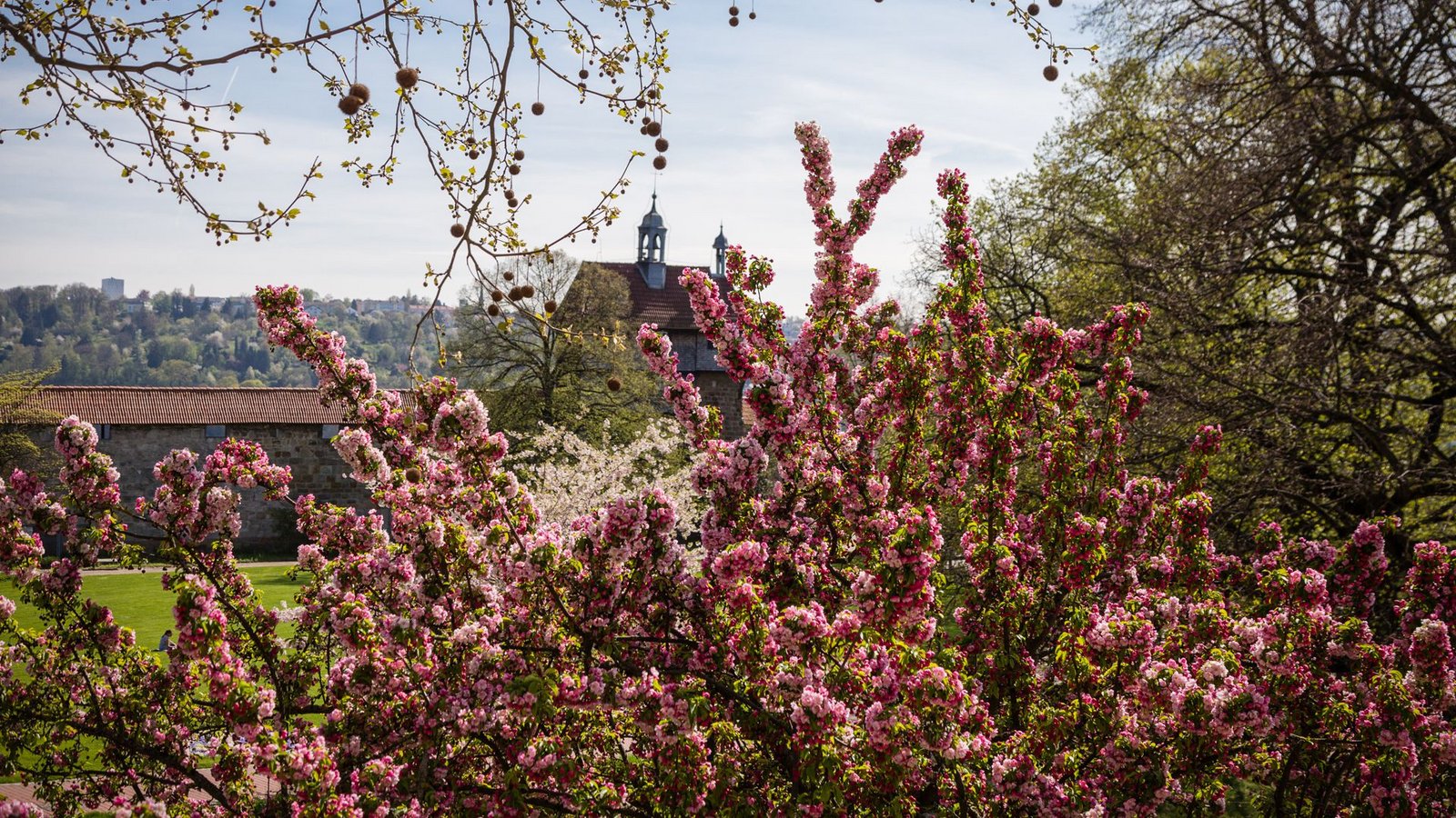 Blühende Pracht rund um die Burg in EsslingenFoto: Stadt Esslingen Blühende Pracht rund um die Burg in EsslingenFoto: Stadt Esslingen
