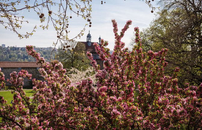 Blühende Pracht rund um die Burg in Esslingen<span class='image-autor'>Foto: Stadt Esslingen</span>