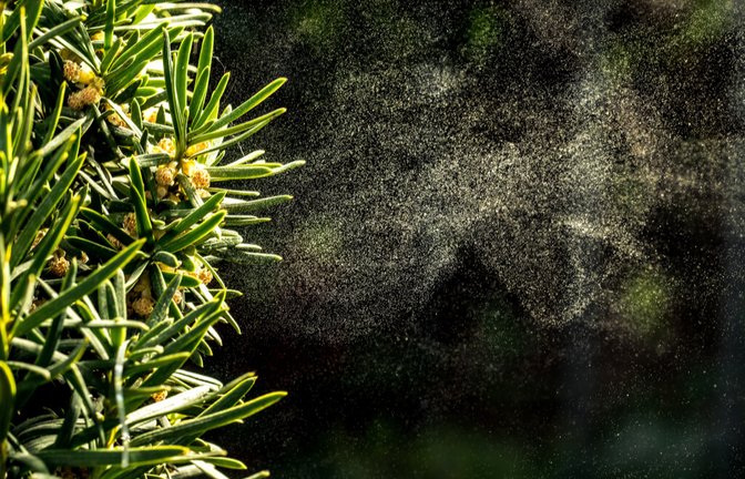 Welche Pollen fliegen aktuell? Alles zu den Blütezeiten der einzelnen Gräser- und Birkenpollen im Pollenkalender für Allergiker auf einen Blick.<span class='image-autor'>Foto: Elisa Manzati / Shutterstock.com</span>