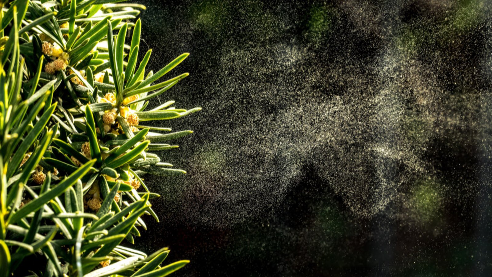 Welche Pollen fliegen aktuell? Alles zu den Blütezeiten der einzelnen Gräser- und Birkenpollen im Pollenkalender für Allergiker auf einen Blick.Foto: Elisa Manzati / Shutterstock.com Welche Pollen fliegen aktuell? Alles zu den Blütezeiten der einzelnen Gräser- und Birkenpollen im Pollenkalender für Allergiker auf einen Blick.Foto: Elisa Manzati / Shutterstock.com